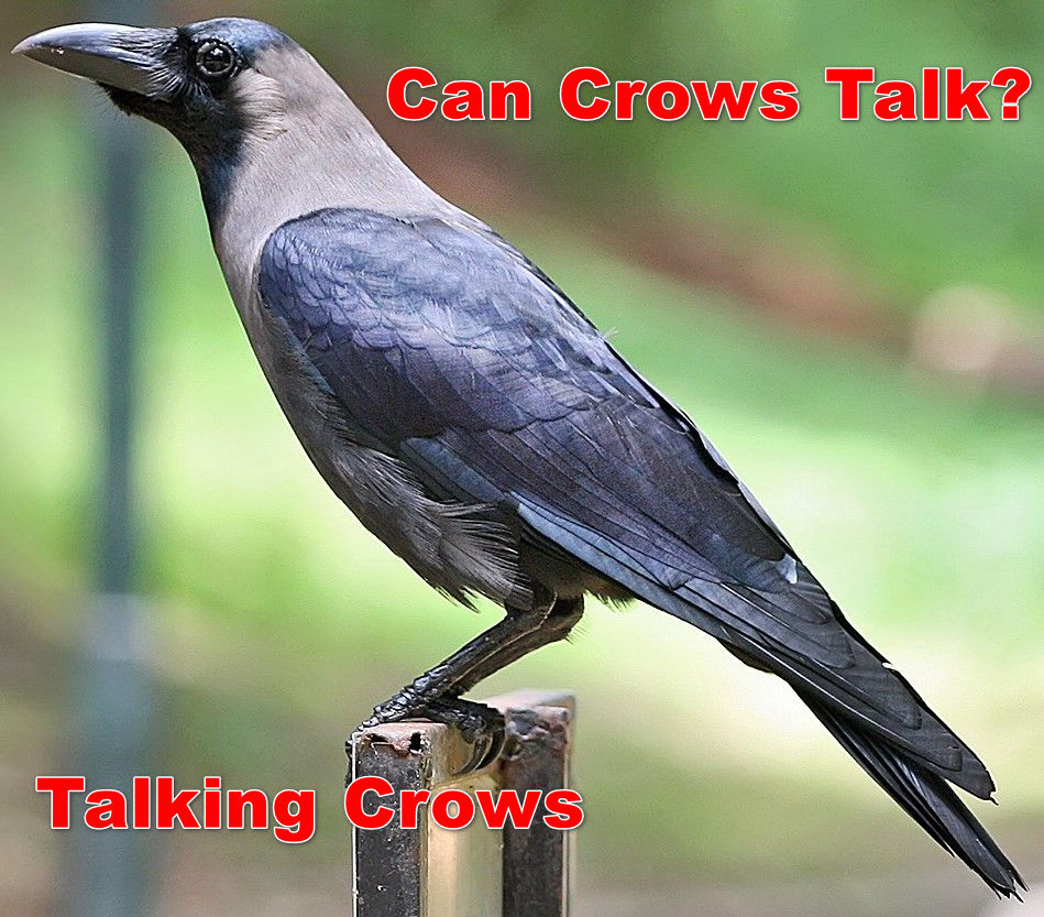 can crows talk