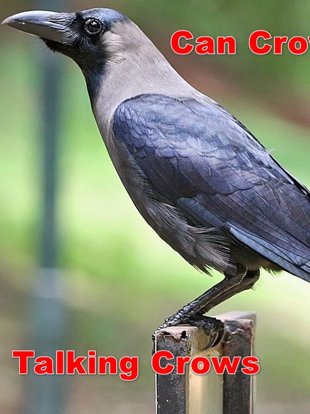 Can Crows Talk?