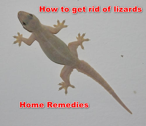 How to get rid of lizards