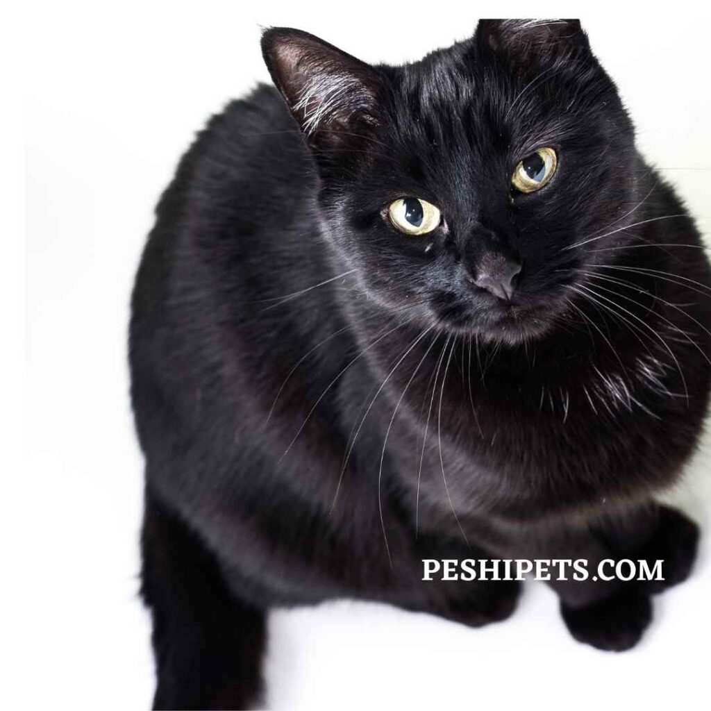 La Signification Spirituelle Du Chat Noir Peshipets Com