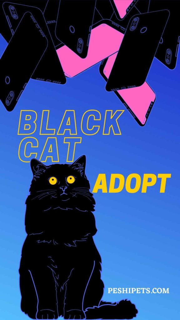 Black Cat Pet