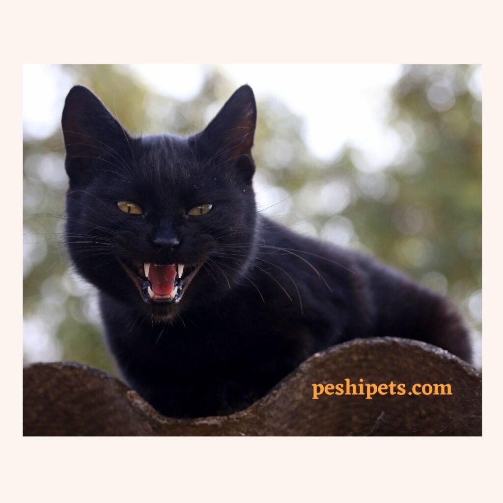 La Signification Spirituelle Du Chat Noir Peshipets Com