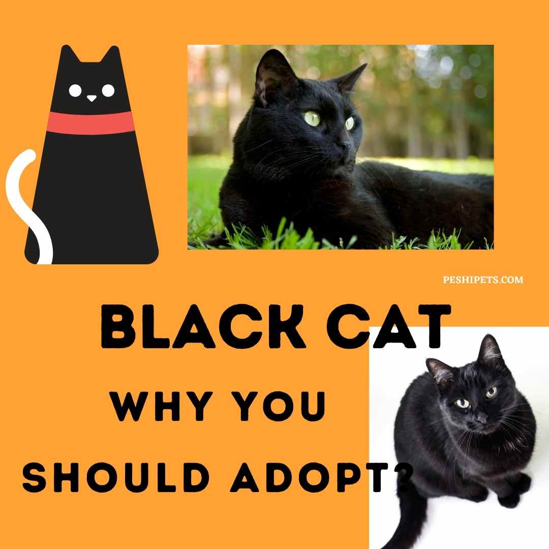 9 Reasons Why You Should adopt a Black cat - Peshipets.com