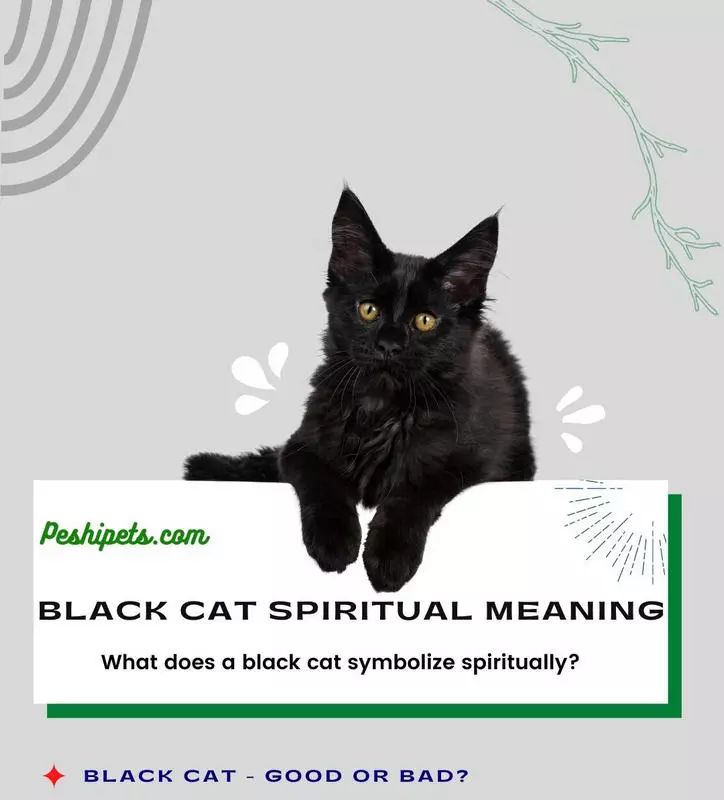 Black cat spiritual meaning