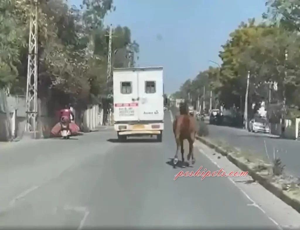 Horse Running Behind Ambulance