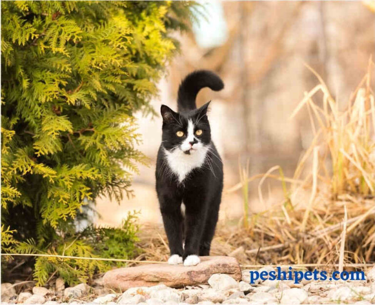 What Does a black cat mean spiritually?