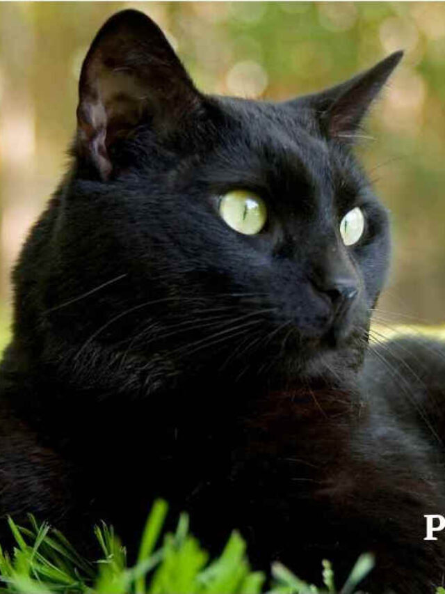 Black Cat Spiritual Meaning