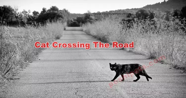 Cat Crossing The Road Meaning