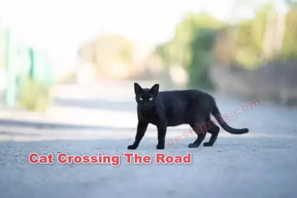 Cat Crossing The Road