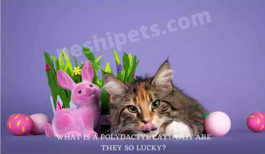 Polydactyl cat