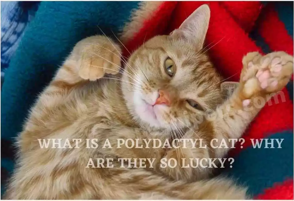What is a Polydactyl cat