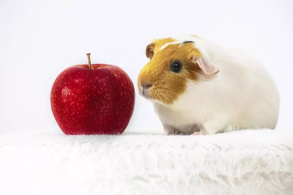 Can Guinea Pigs Eat Apples