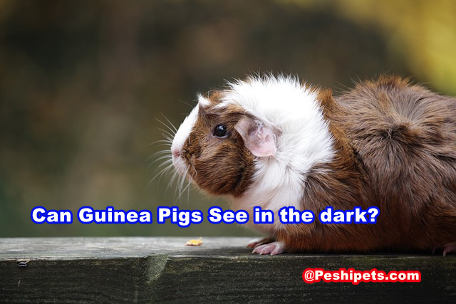 Can Guinea Pigs See at Night