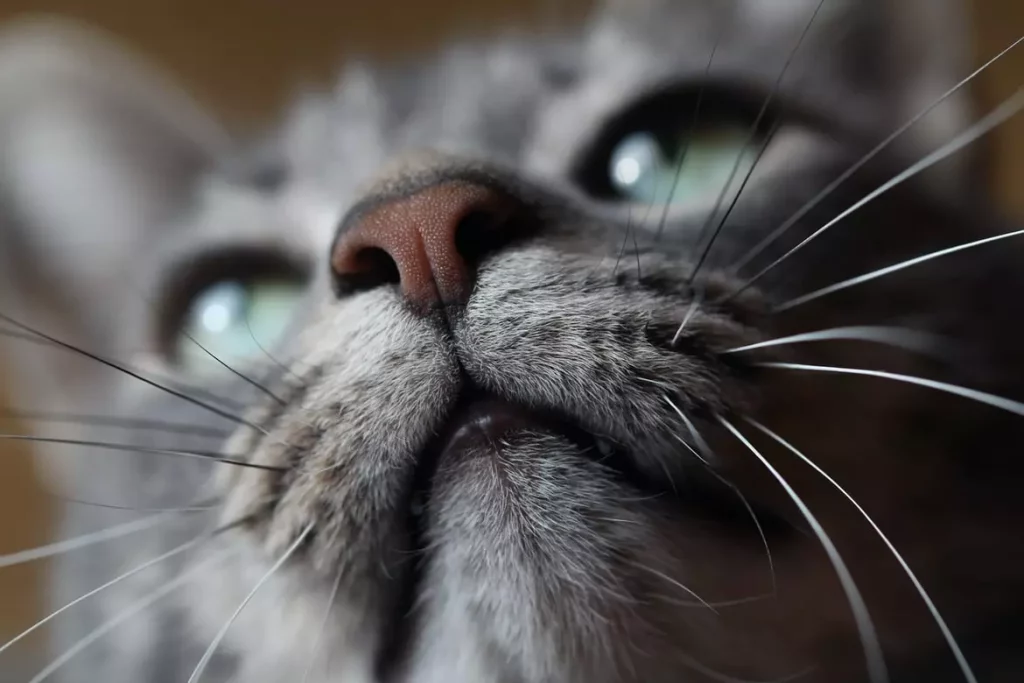 Cats Nose and Mustaches Signals