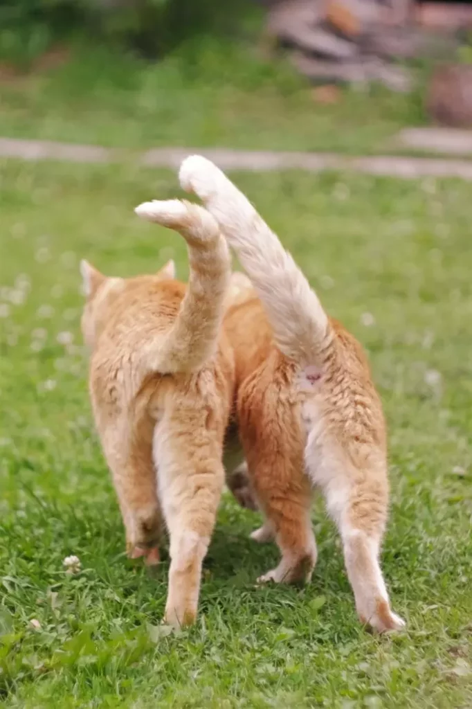 Cats Tail Signals