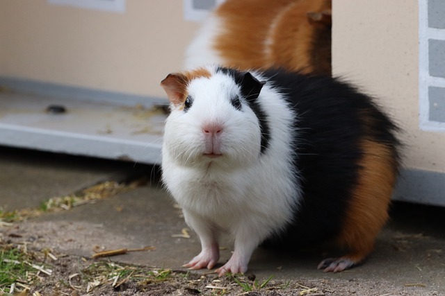 How do I make my guinea pig not scared of me