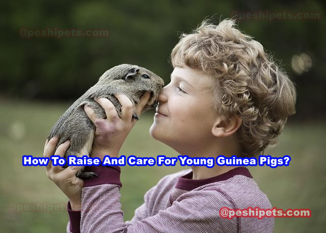 Raise And Care For Young Guinea Pigs
