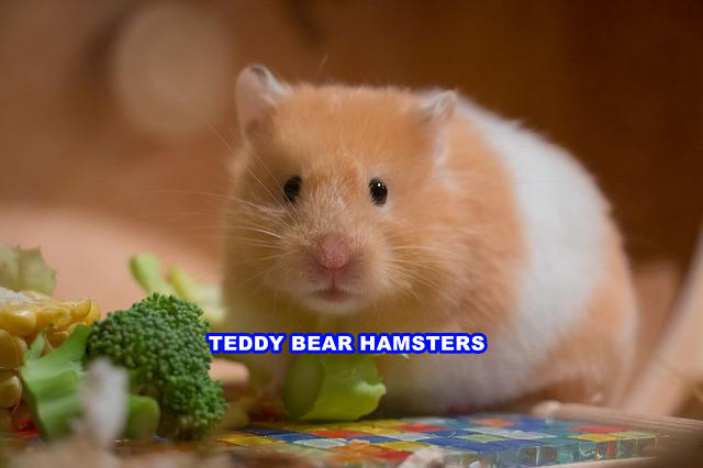 Teddy Bear Hamsters - Here Are Some Undiscovered Facts.