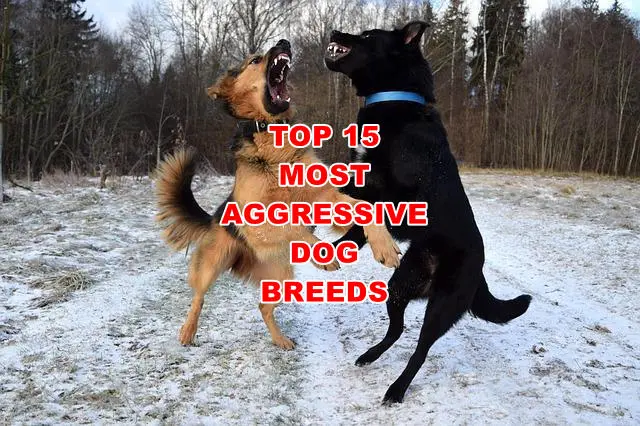 Top 15 Most Aggressive Dog Breed