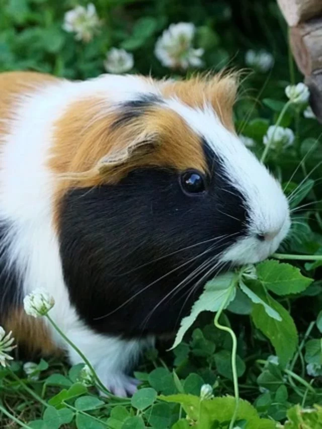 10 Best Vegetables For Your Guinea Pigs
