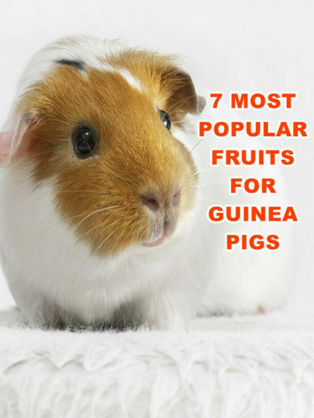7 Most Popular Fruits For Guinea Pigs