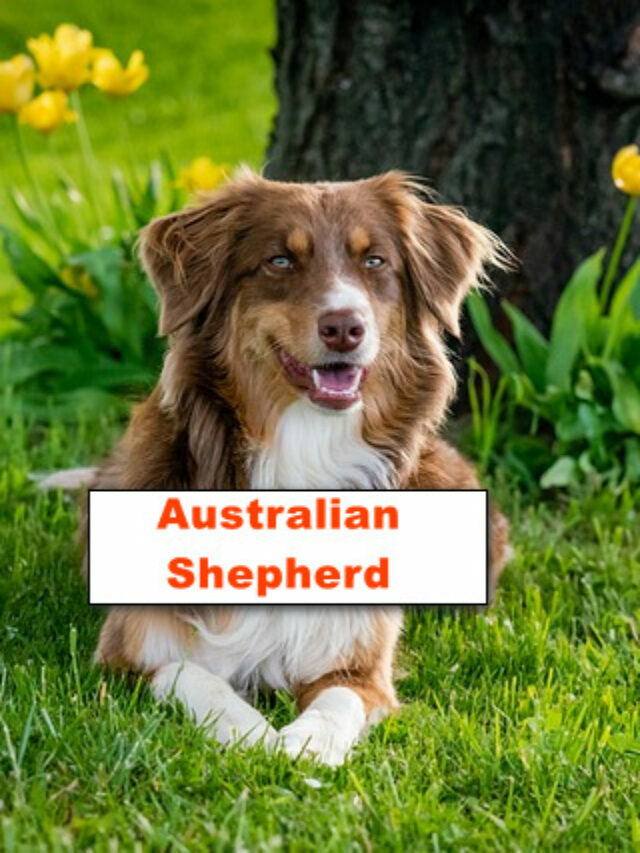 Australian Shepherd – Information and Pictures