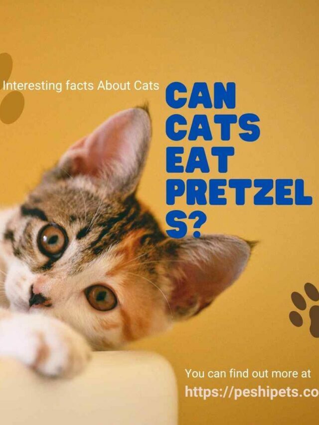Can Cats eat pretzels?