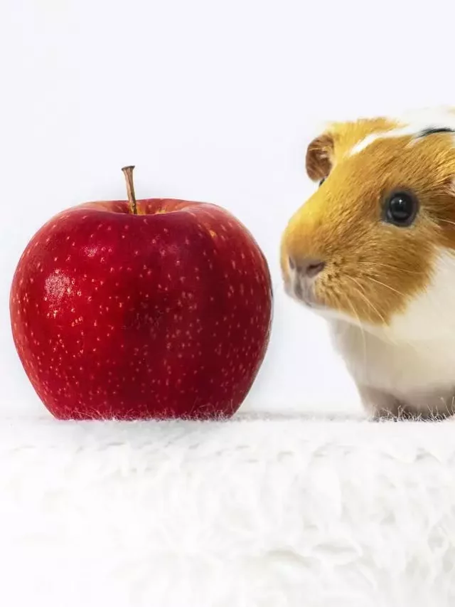 Should Guinea Pigs Eat Apples