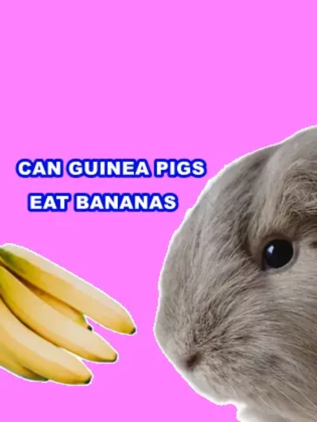 Can Guinea Pigs Eat Bananas? Know Its Advantages And Disadvantages.
