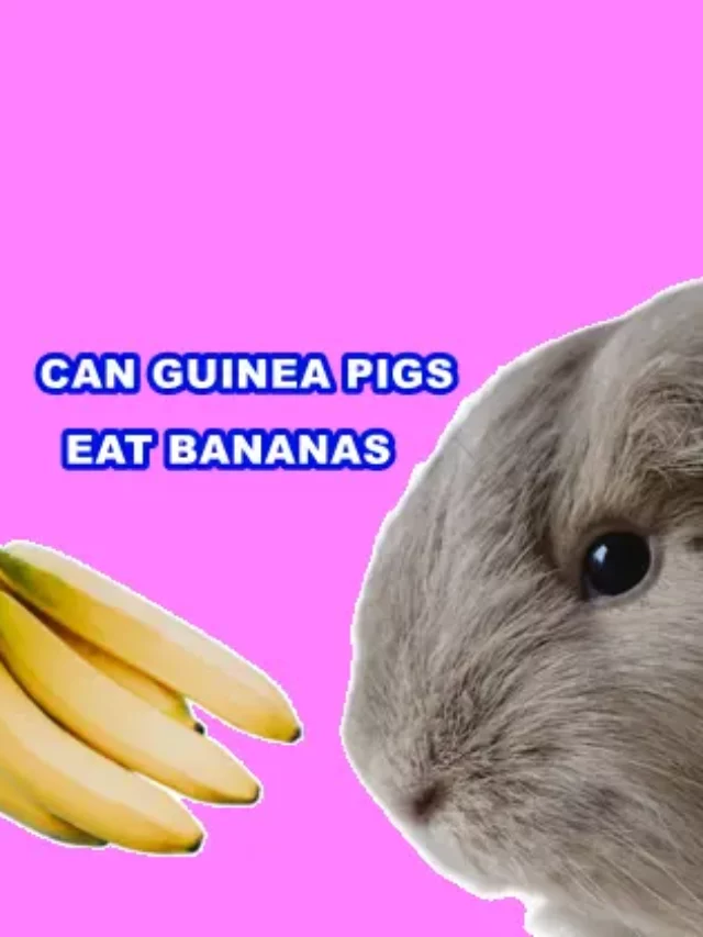 Can Guinea Pigs Eat Bananas Daily