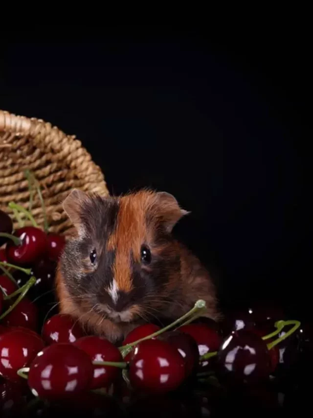 Can Guinea Pigs Eat Cherries?