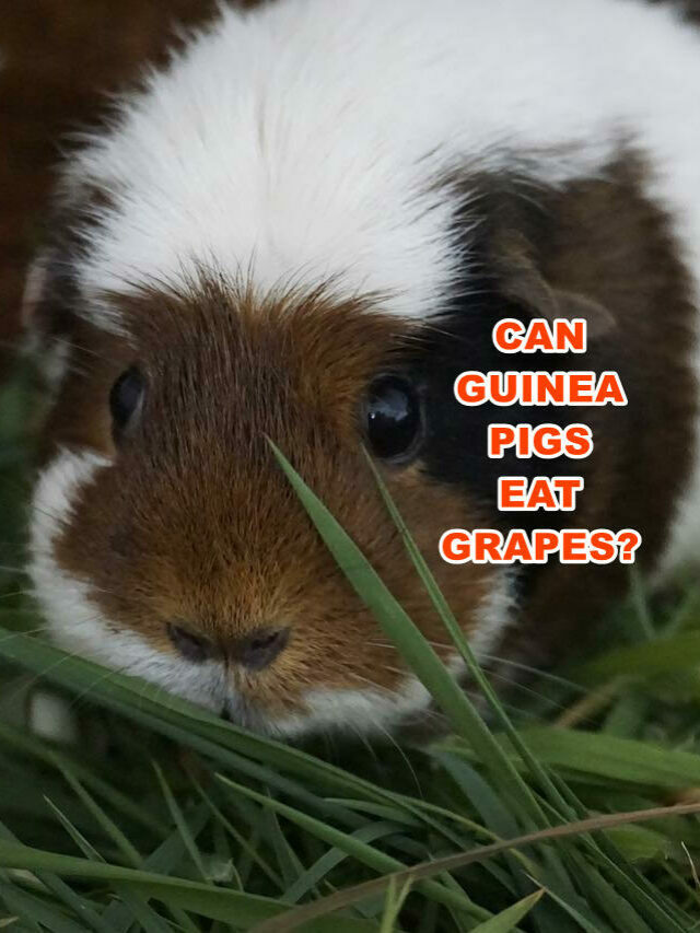 Can Guinea Pigs Eat Grapes?