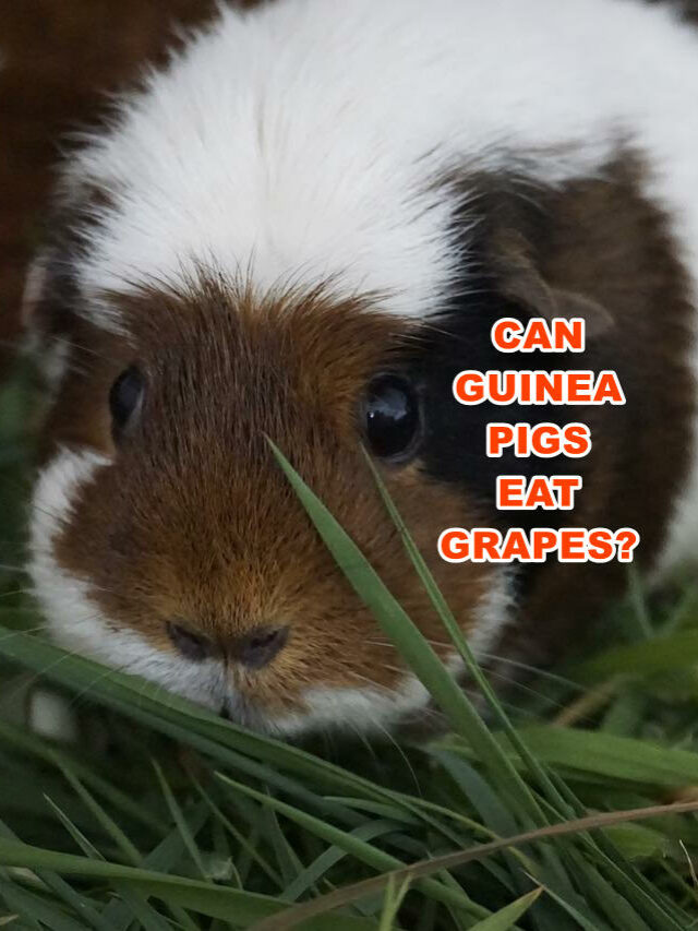 Should Guinea Pigs Eat Grapes