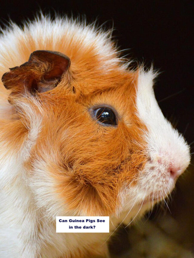 Can Guinea Pigs See at night