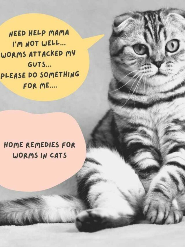 Home remedies for worms in cats