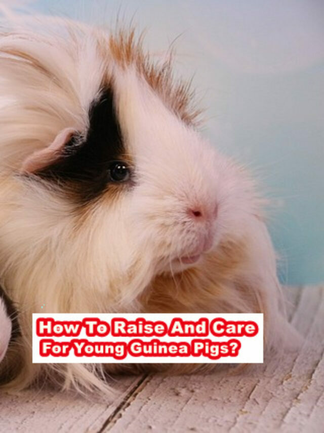 How To Raise And Care For Young Guinea Pigs?