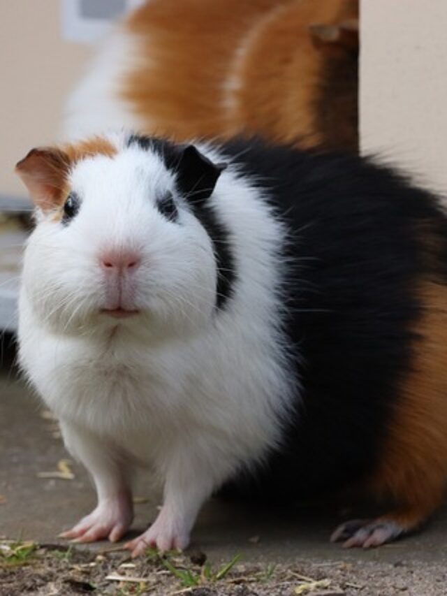 How do I make my guinea pig not afraid of me