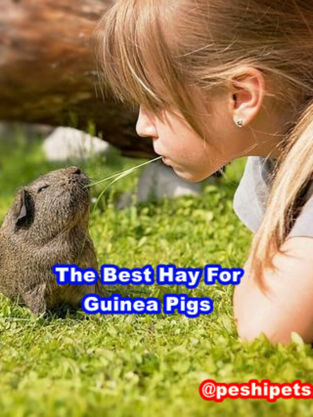 The Best Hay For Guinea Pigs In 2022