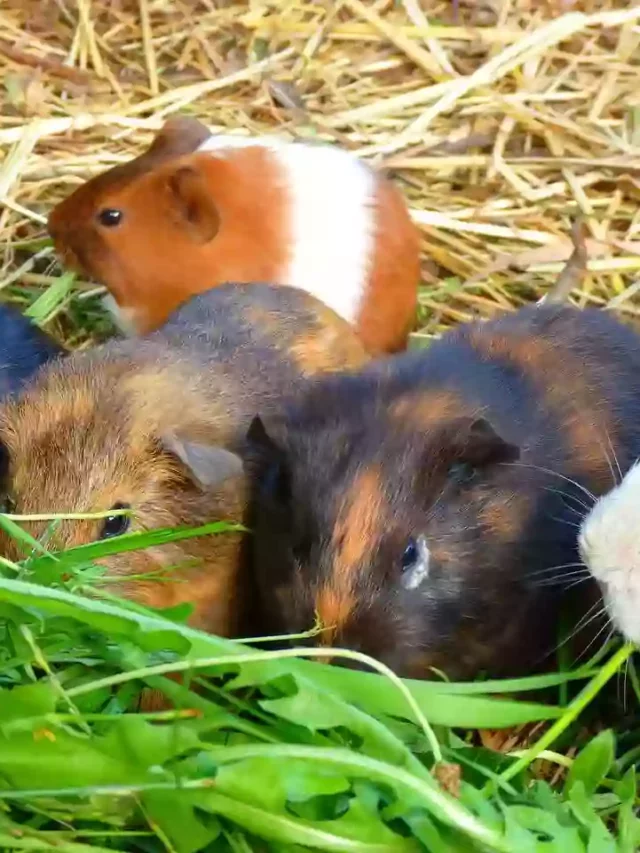 What Is A Group Of Guinea Pigs Called?