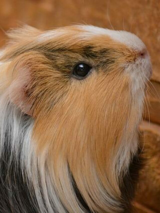 Which Guinea Pigs Are More Friendly, Male or Female?
