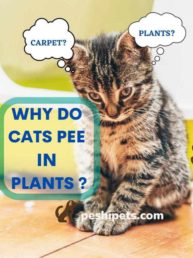 Why Do Cats Pee In Plants