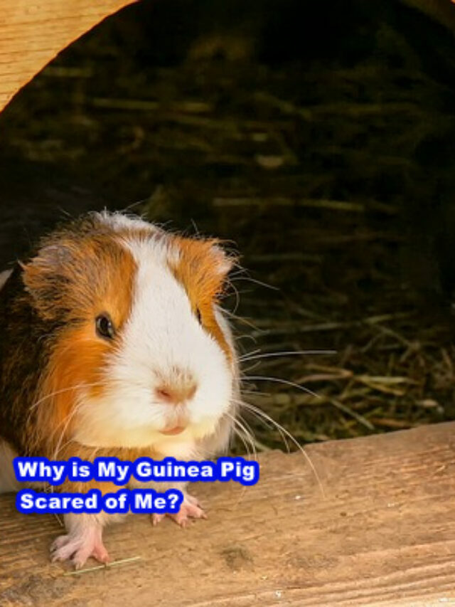 Why is My Guinea Pig Scared of Me?