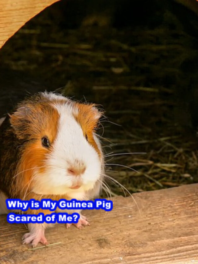 My Guinea Pig Scared of Me