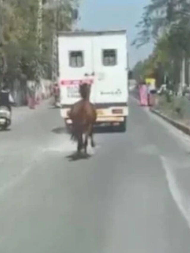 Web Stories-Horse running behind ambulance