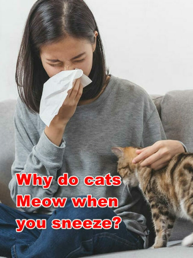 why do cats meow when you sneeze?
