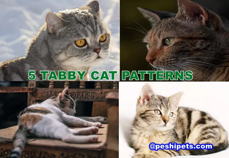 5 Tabby Cat Patterns