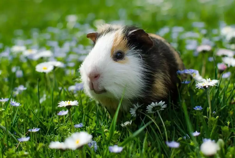 9 Reasons To Keep Guinea Pigs As A Pet