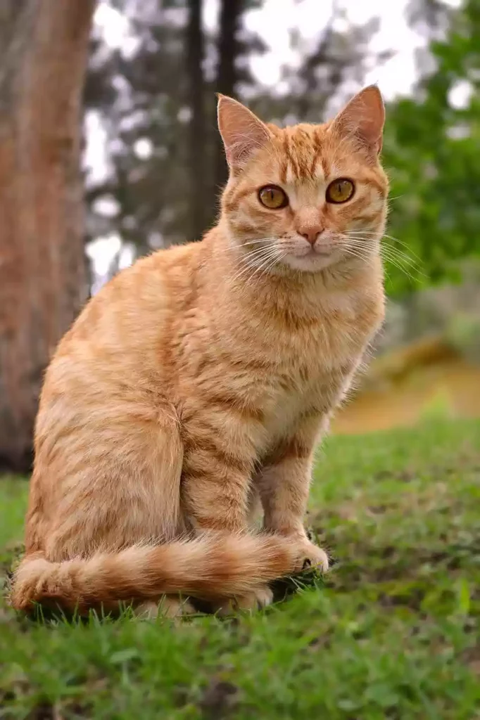 Are all orange cats tabbies