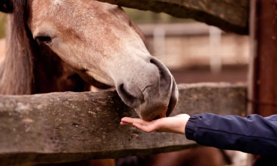 Can Horses Eat Peanut Butter