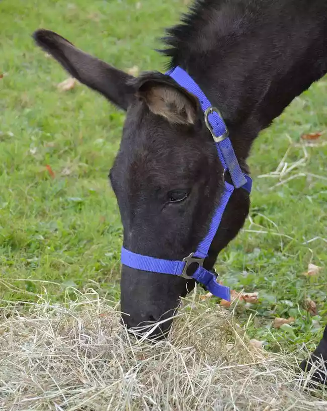 Do Horse Vomit